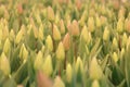 Yellow tulips spring background Royalty Free Stock Photo