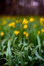 Yellow tulips in spring bloom one of the first in the pine forest Royalty Free Stock Photo