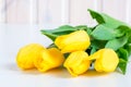 Yellow tulips spring flowers close up Royalty Free Stock Photo