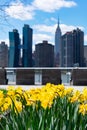 Yellow Tulips during Spring at Gantry Plaza State Park in Long Island City Queens with the Manhattan Skyline in the background Royalty Free Stock Photo