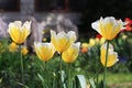 Yellow tulips in natural landscaping home garden.