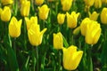 Yellow tulips in a spring garden