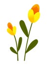 Yellow tulips spring garden flowers isolated on white. Symbol of holiday international womens day Royalty Free Stock Photo