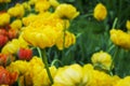 Yellow tulips, spring meadow background Royalty Free Stock Photo