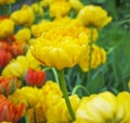 Yellow tulips, spring meadow background Royalty Free Stock Photo