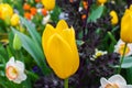 Yellow Tulips in spring season.Closeup. Royalty Free Stock Photo