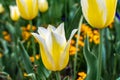 Yellow Tulips in spring season.Closeup. Royalty Free Stock Photo