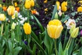 Yellow Tulips in spring season.Closeup. Royalty Free Stock Photo