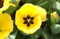 Yellow Tulips of Spring. Royalty Free Stock Photo