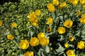 Yellow tulips are in sun ligh in the spring garden. with falling petals