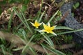 Yellow tulips `Tarda` in the garden in April. Berlin, Germany Royalty Free Stock Photo