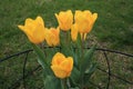 Yellow tulips in Toms River in New Jersey