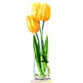 Yellow tulips in transparent vase isolated, watercolor illustration Royalty Free Stock Photo