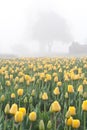 Yellow tulips and a tree