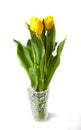 Yellow tulips Tulipa fosteriana in a vase Royalty Free Stock Photo