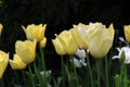 Yellow tulips, Tulipa \'Fringed Elegance\' (Fringed Tulip)