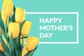 Yellow tulips on turquoise background with greeting message. Mot