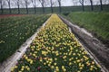 yellow tulips type 'Sunny prince" in sunlight in rows in a long