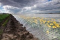 Yellow tulips under plastic foil