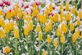 Yellow tulips under snow in early spring, close-up Royalty Free Stock Photo