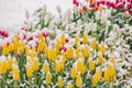 Yellow tulips under snow in early spring