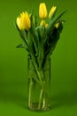 Yellow tulips in vase