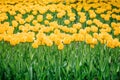 Yellow tulips vertical background, banner. Colorful tulips in the flower garden, arboretum. Flower bed in spring park
