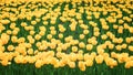 Yellow tulips vertical background, banner. Colorful tulips in the flower garden, arboretum. Flower bed in spring park Royalty Free Stock Photo