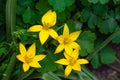 Yellow tulips are very small and beautiful Royalty Free Stock Photo