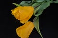 Yellow tulips with water drops on a black background. Royalty Free Stock Photo