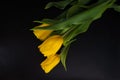 Yellow tulips with water drops on a black background. Royalty Free Stock Photo