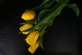 Yellow tulips with water drops on a black background. Royalty Free Stock Photo