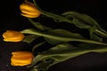 Yellow tulips with water drops on a black background. Royalty Free Stock Photo