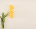 Beautiful spring bouquet. Yellow tulips on a white background. Royalty Free Stock Photo