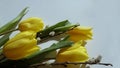 Yellow tulips on a white background with sun lighting the tips and some willow katkins greeting card