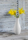 Yellow tulips in a white ceramic vase on blue wooden background. Royalty Free Stock Photo