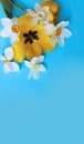 Yellow tulips, and white daffodils on a light blue background. Royalty Free Stock Photo