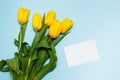 Yellow tulips with white paper card on blue background for nature decoration and springtime concept Royalty Free Stock Photo