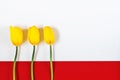 Yellow tulips on white and red background Royalty Free Stock Photo