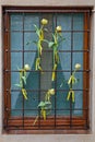 Yellow tulips in a windows in a Spanish village Begur for a catalan independence