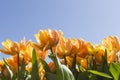 Yellow tulips withblue sky landscape_IMG_9479 Royalty Free Stock Photo