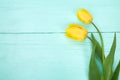 Yellow tulips on wooden light blue background Royalty Free Stock Photo