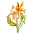 Yellow tulipt floral botanical flowers. Watercolor background illustration set. Isolated bouquet illustration element.