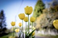 Yellow tullips in bloom against a blue sky in spring in a traditonal village in England, UK