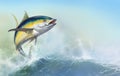 Yellow tuna. black fin yellow tuna on white. Royalty Free Stock Photo