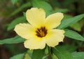 Yellow turnera subulata flower Royalty Free Stock Photo