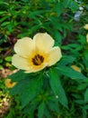 Yellow Turnera ulmifolia flower in bloom Royalty Free Stock Photo