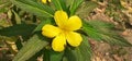 Yellow Turnera Ulmifolia Flower in the Garden Royalty Free Stock Photo