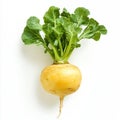 Fresh Yellow Turnip Root Vegetable with Green Leaves on White Background Royalty Free Stock Photo