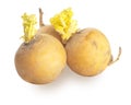 Yellow turnips